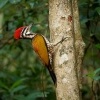 Datel zlatohrbety - Dinopium javanense - Common Flameback o3986